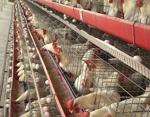 Gallinas en la granja Huevos Santa Fe
